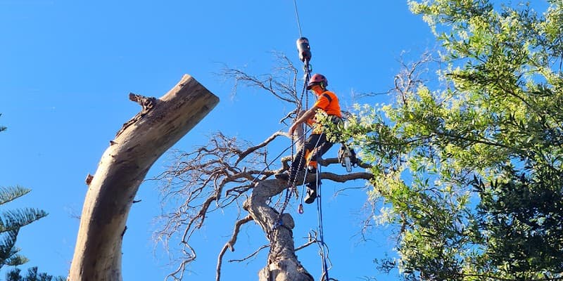 Cheery Chops Tree Solutions tree services work in Manly Vale