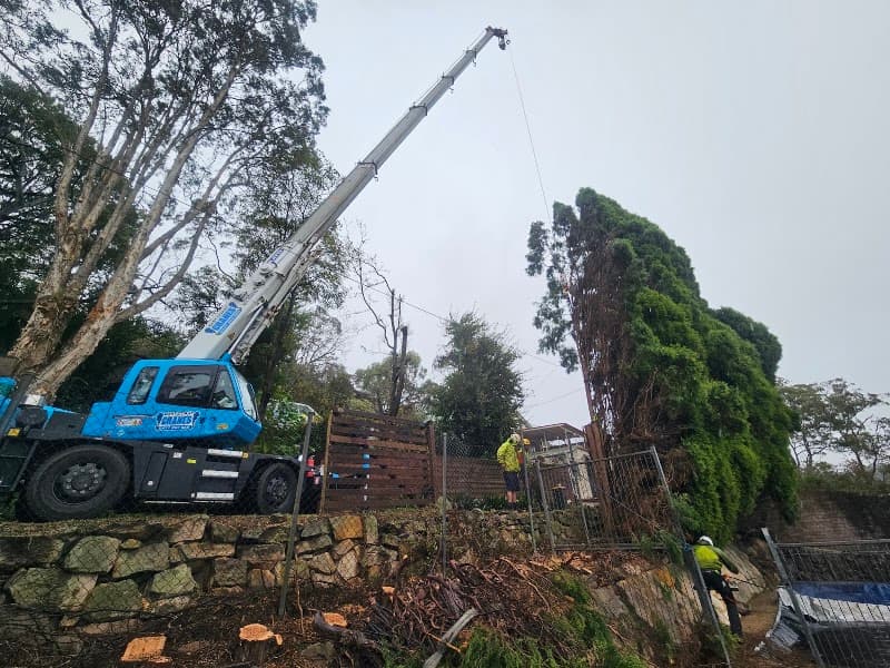 Cheery Chops Tree Solutions tree services work in Manly Vale