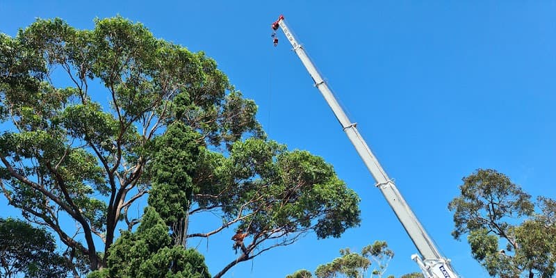 Cheery Chops Tree Solutions tree services work in Manly Vale