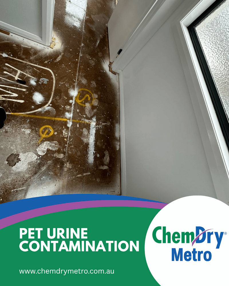 ChemDry Metro Carpet Cleaning Melbourne carpet cleaning work in Melbourne