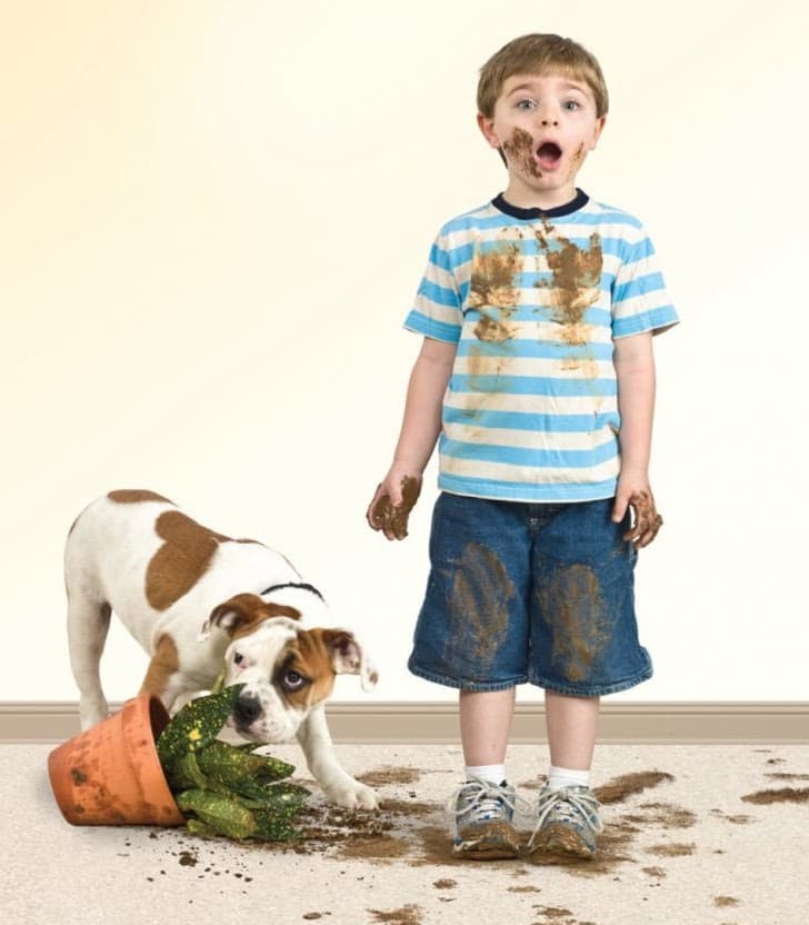 ChemDry Nova carpet cleaning work in Kotara