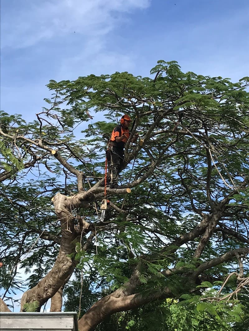 Childers Tree Service tree services work in Redridge