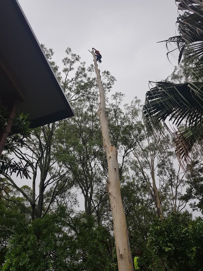 CHOP AND DROP TREE LOP tree services work in Rochedale South