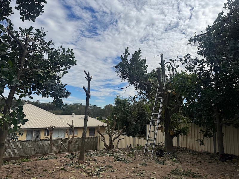 CHOP AND DROP TREE LOP tree services work in Rochedale South