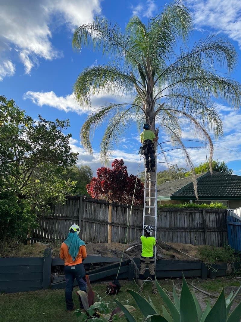 CHOP AND DROP TREE LOP tree services work in Rochedale South