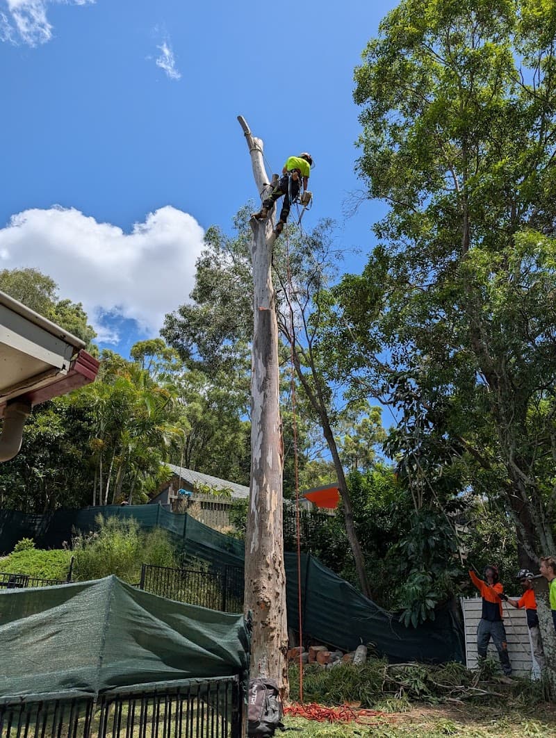 CHOP AND DROP TREE LOP tree services work in Rochedale South