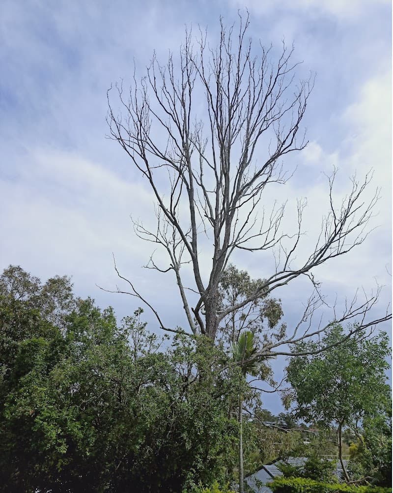 CHOP AND DROP TREE LOP tree services work in Rochedale South