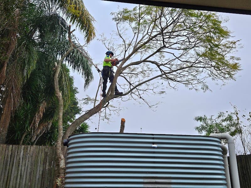 CHOP AND DROP TREE LOP tree services work in Rochedale South
