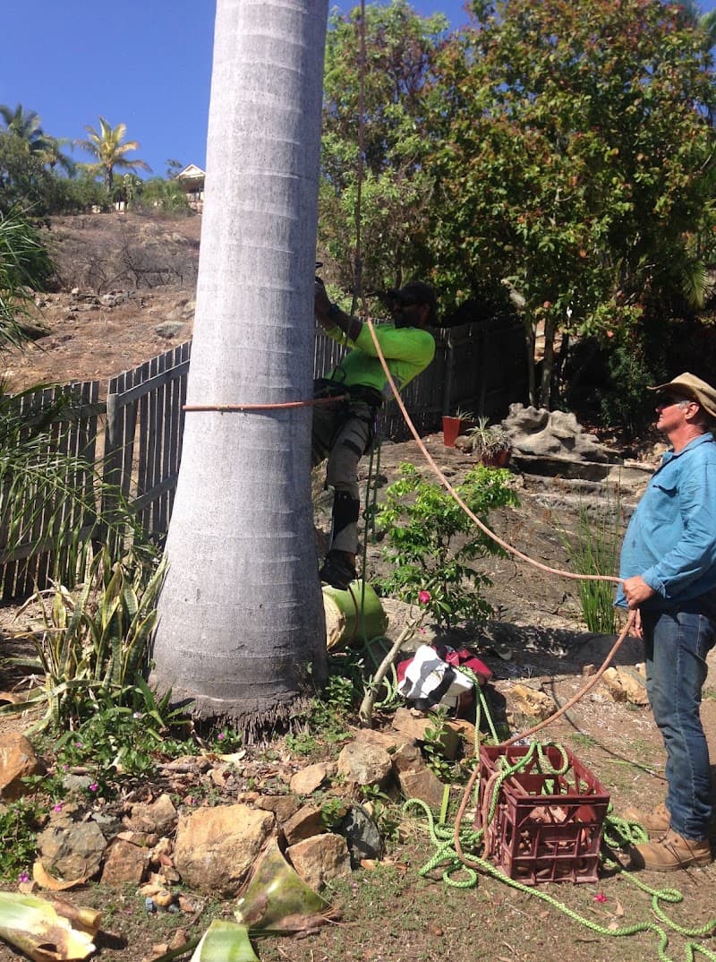 Chop N Chip Tree Fellas tree services work in Roseneath