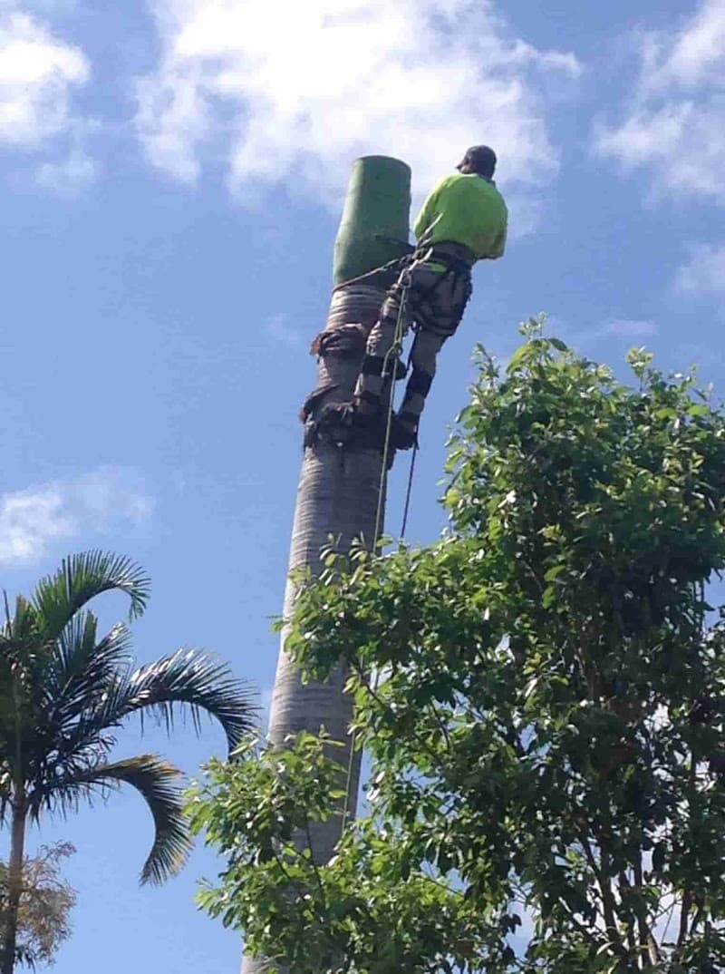 Chop N Chip Tree Fellas tree services work in Roseneath