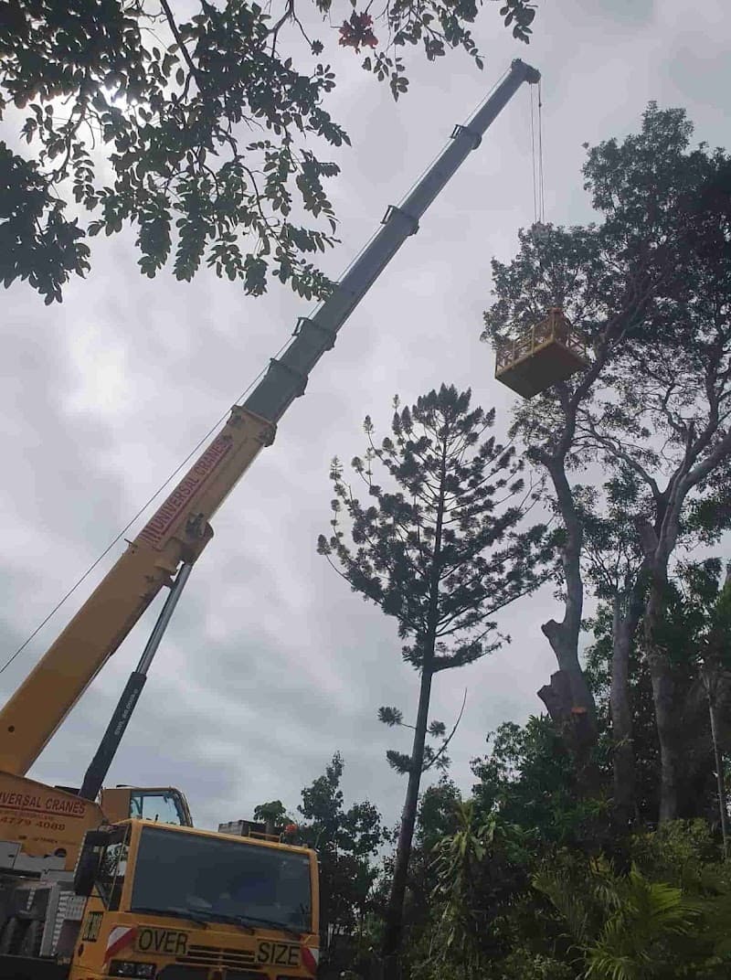 Chop N Chip Tree Fellas tree services work in Roseneath