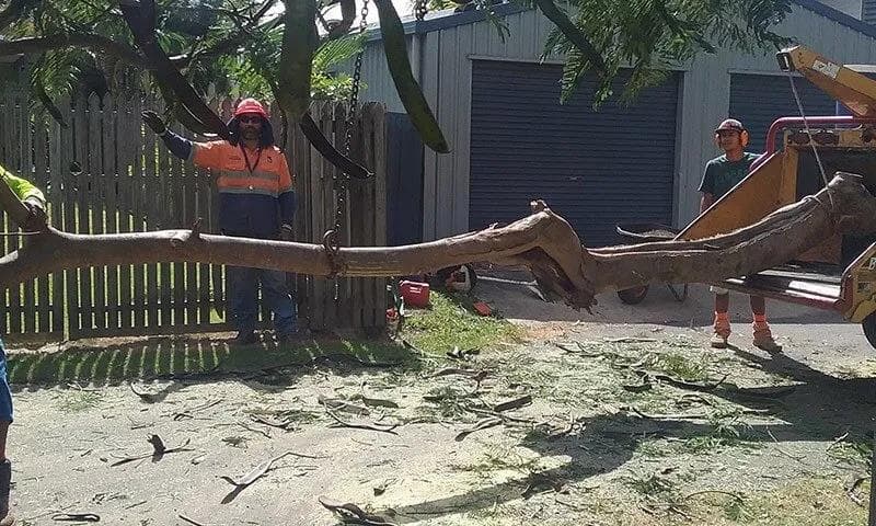 Chop N Chip Tree Fellas tree services work in Roseneath