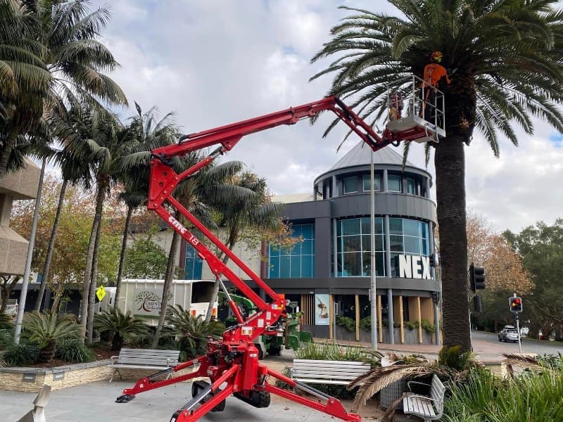 Chop n Drop Tree Specialists tree services work in Belmont