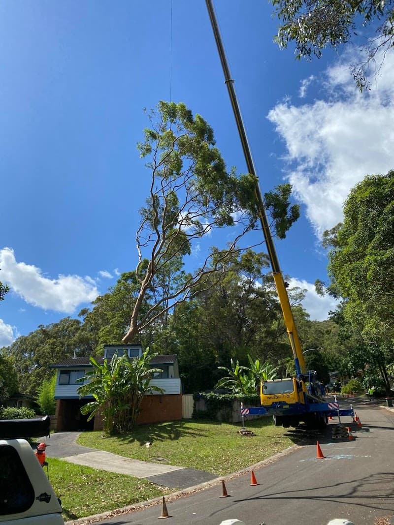 Chop n Drop Tree Specialists tree services work in Belmont