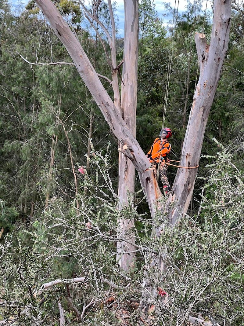 Chop n Drop Tree Specialists tree services work in Belmont