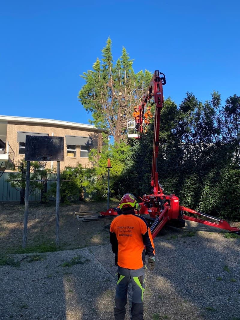 Chop n Drop Tree Specialists tree services work in Belmont