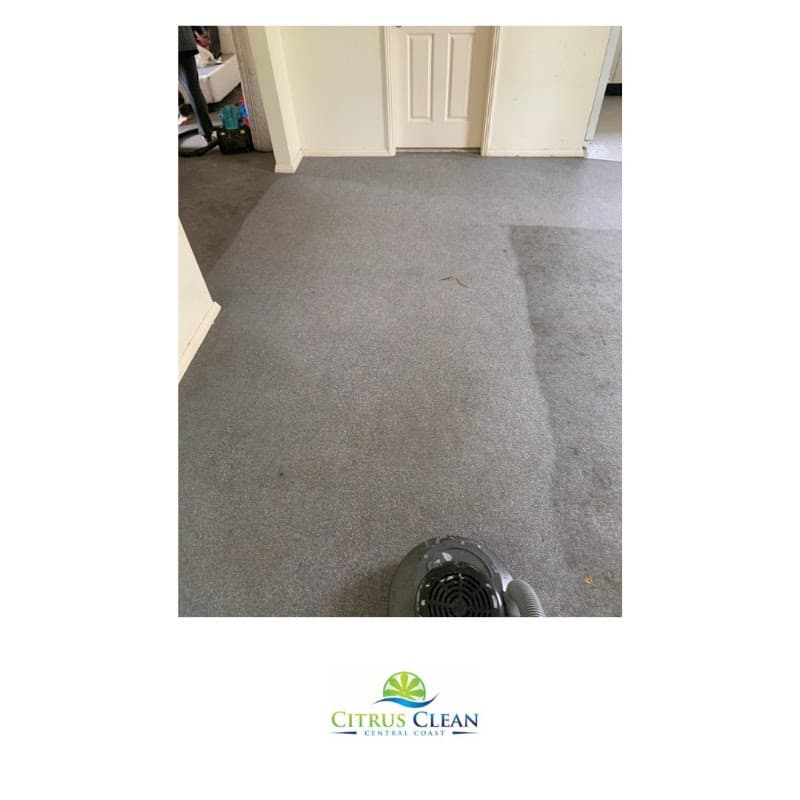 Citrus Clean Central Coast carpet cleaning work in Charmhaven