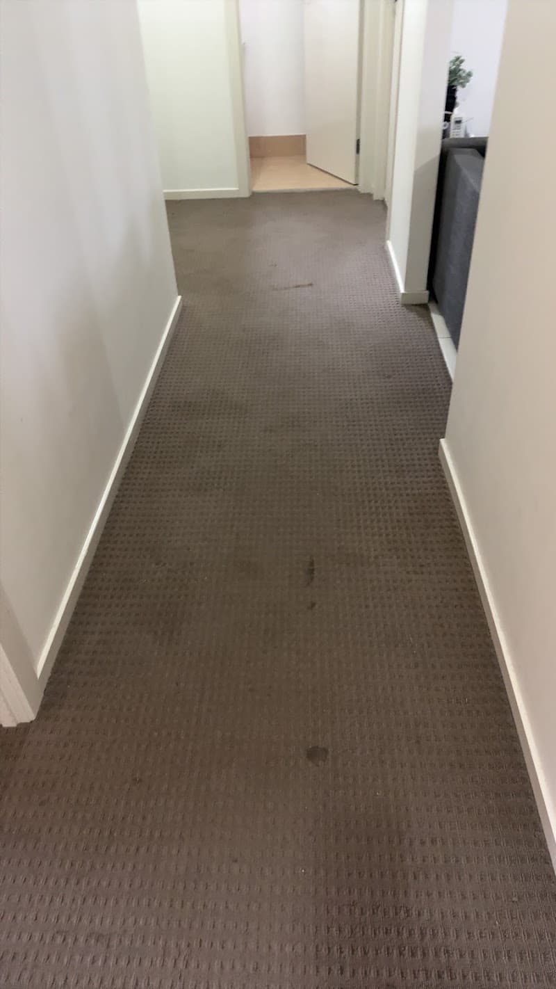 Clean Carpet Co. carpet cleaning work in Wadalba