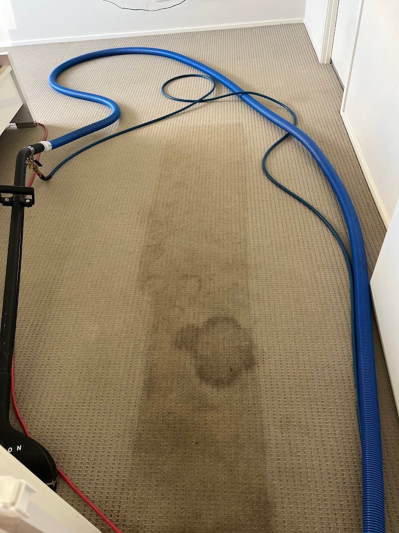 Clean Carpet Co. carpet cleaning work in Wadalba