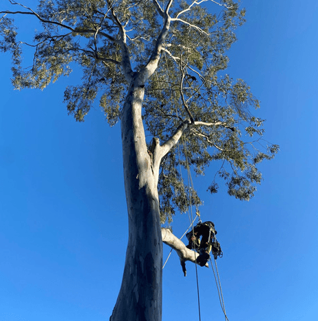 Clean Cut Tree Services tree services work in Molendinar