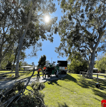 Clean Cut Tree Services tree services work in Molendinar