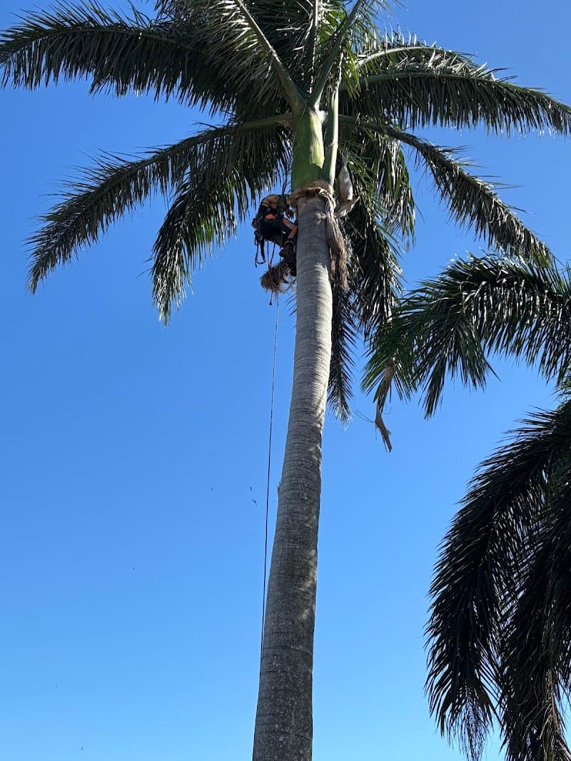 Clean Cut Tree Services tree services work in Molendinar