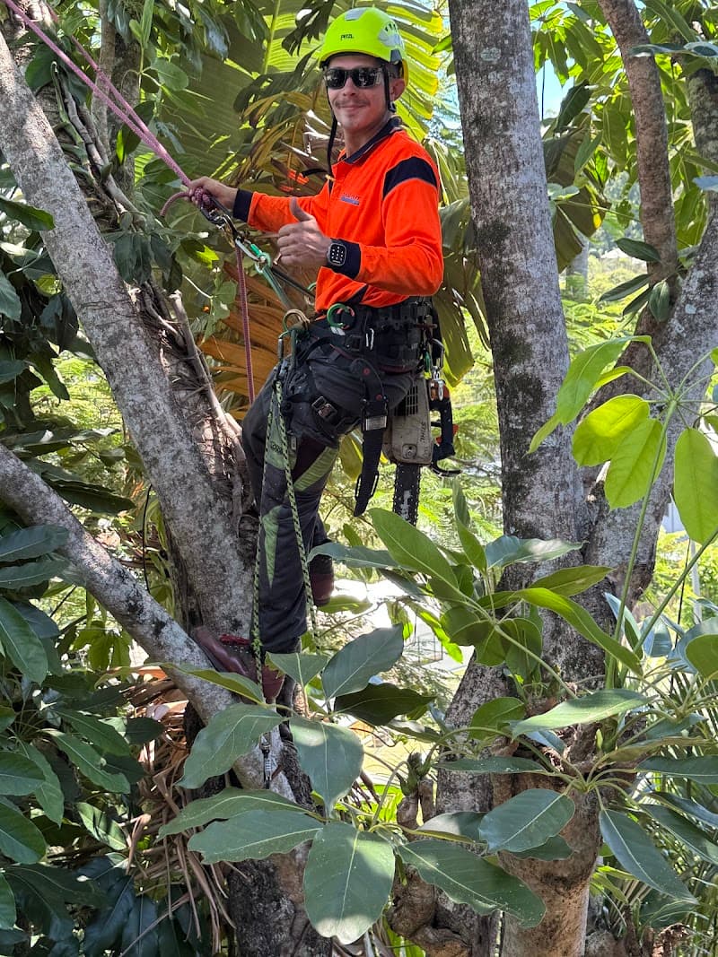 Clean Cut Tree Services tree services work in Molendinar