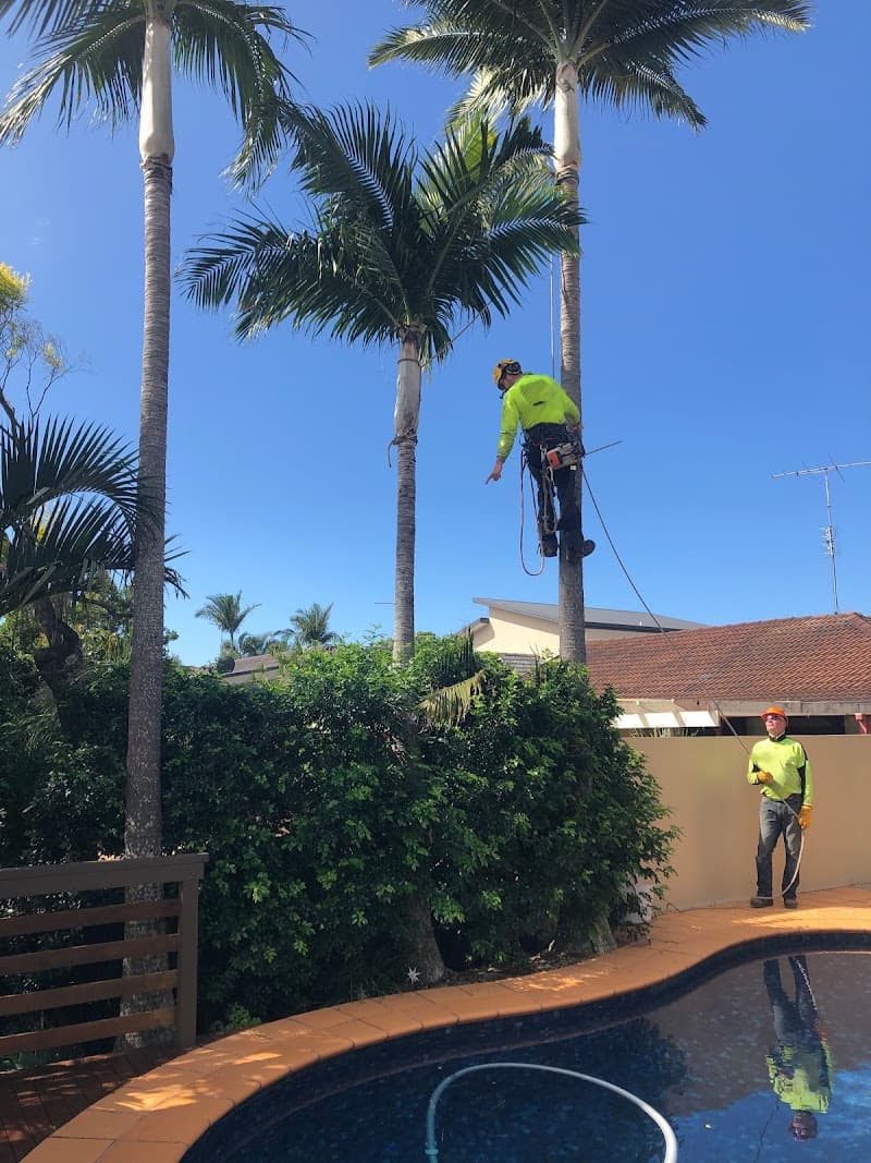Clean Cut Tree Services tree services work in Molendinar