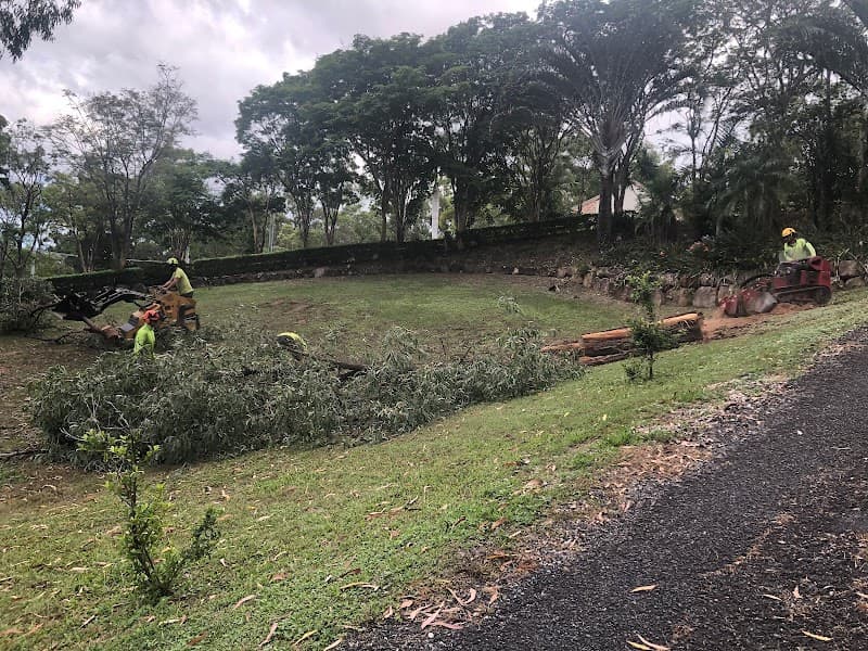 Clean Cut Tree Services tree services work in Molendinar
