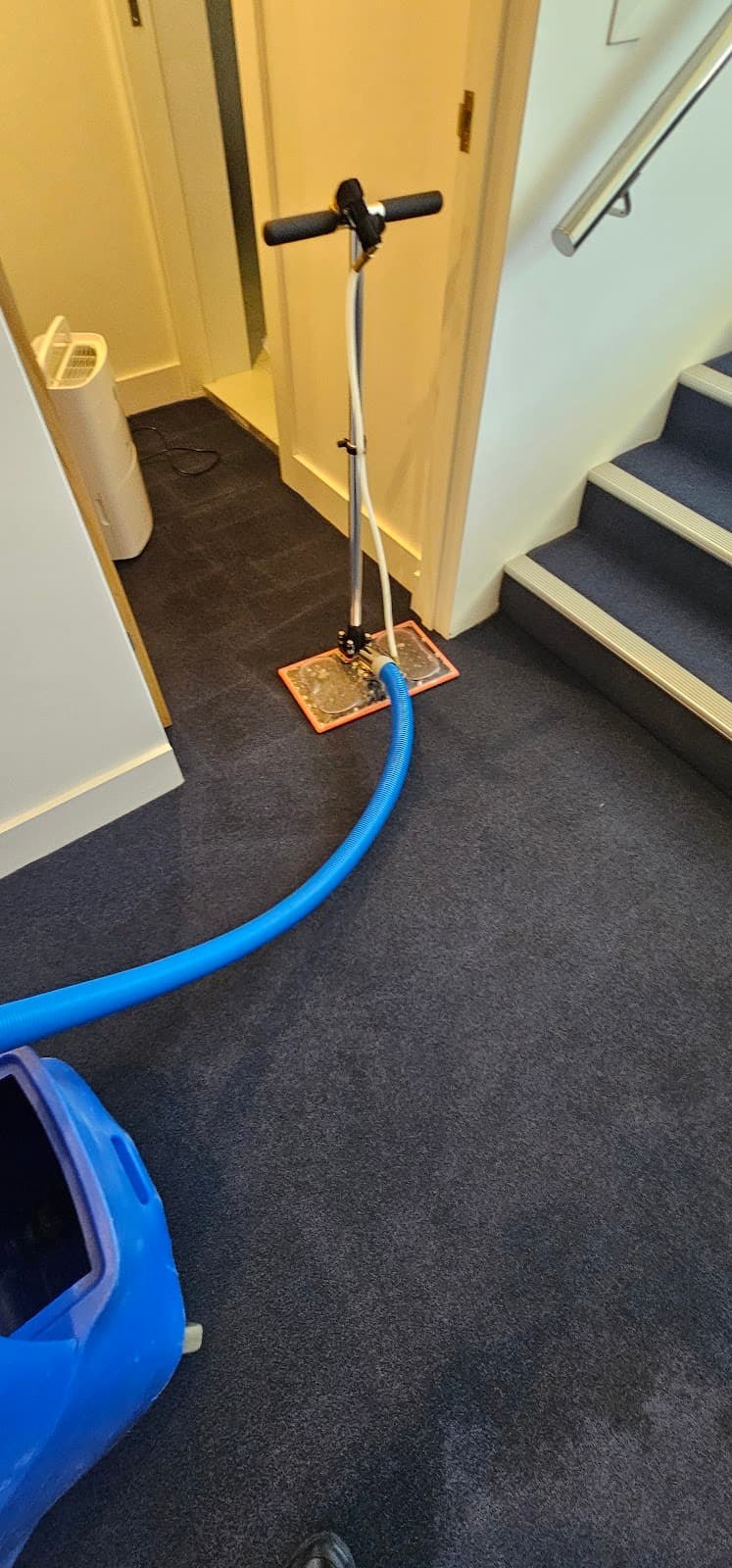 Cleantec Carpet Cleaning carpet cleaning work in North Sydney