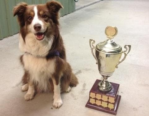 CLEAR Dog Training dog training work in Wynnum