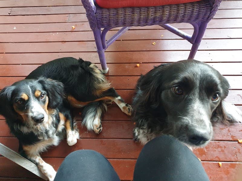 CLEAR Dog Training dog training work in Wynnum
