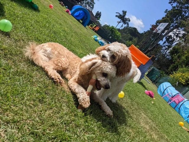CLEAR Dog Training dog training work in Wynnum