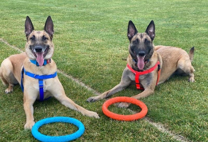 CLEAR Dog Training dog training work in Wynnum
