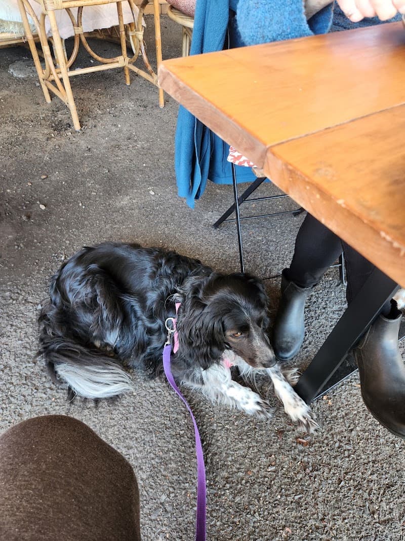 CLEAR Dog Training dog training work in Wynnum