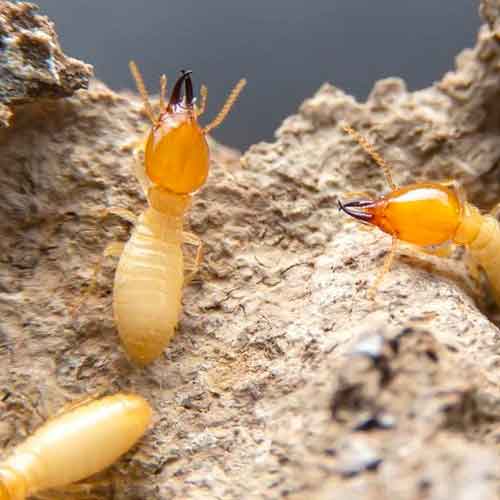 Clear-out Pests | Cockroach Exterminator, Emergency Termite Treatment & Inspection, Pest Control Central Coast pest control work in Blue Haven