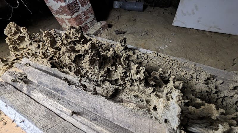 Clear-out Pests | Cockroach Exterminator, Emergency Termite Treatment & Inspection, Pest Control Central Coast pest control work in Blue Haven