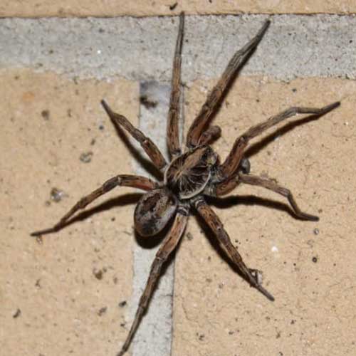 Clear-out Pests | Cockroach Exterminator, Emergency Termite Treatment & Inspection, Pest Control Central Coast pest control work in Blue Haven