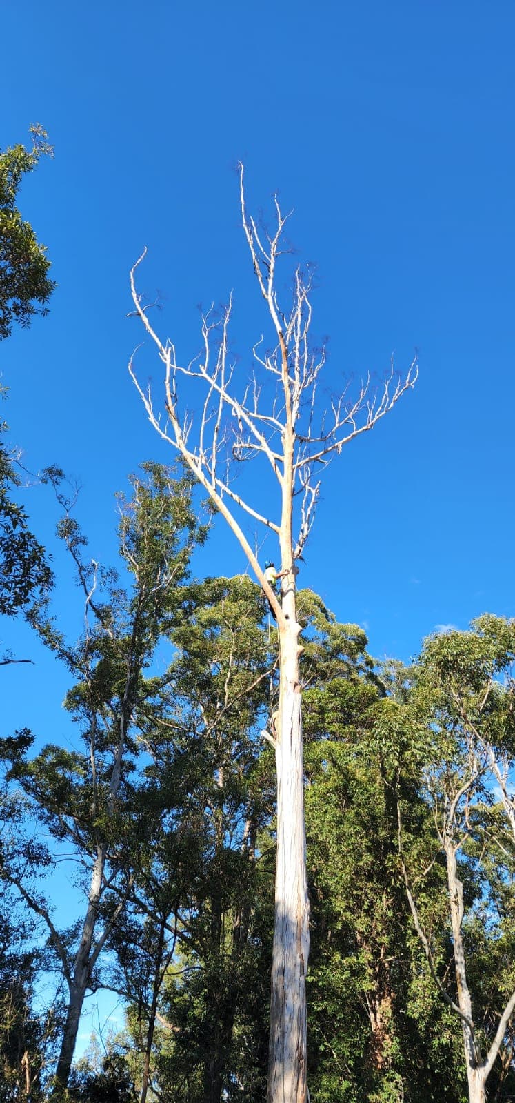 Clearview Tree Service tree services work in Eleebana
