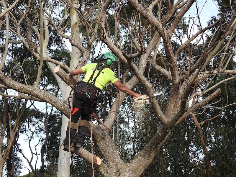 Clearview Tree Service tree services work in Eleebana