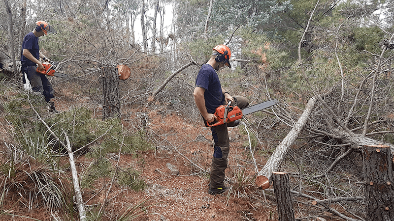 Climb High Tree Services tree services work in Watson