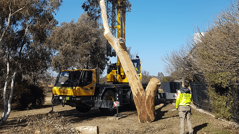 Climb High Tree Services tree services work in Watson