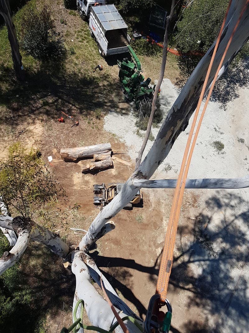 Climb High Tree Services tree services work in Watson