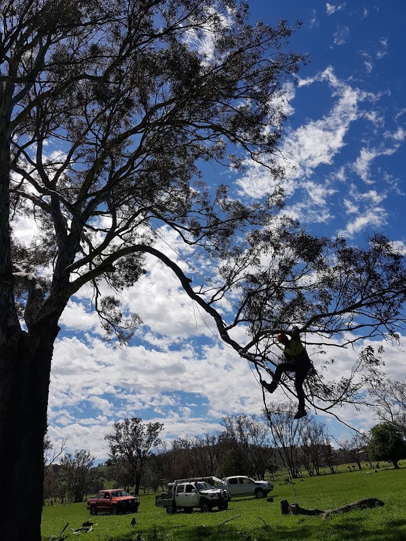 Climb High Tree Services tree services work in Watson