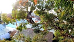 Climb Right Tree Services
