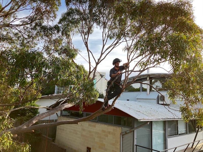 Climb Right Tree Services tree services work in North Shore