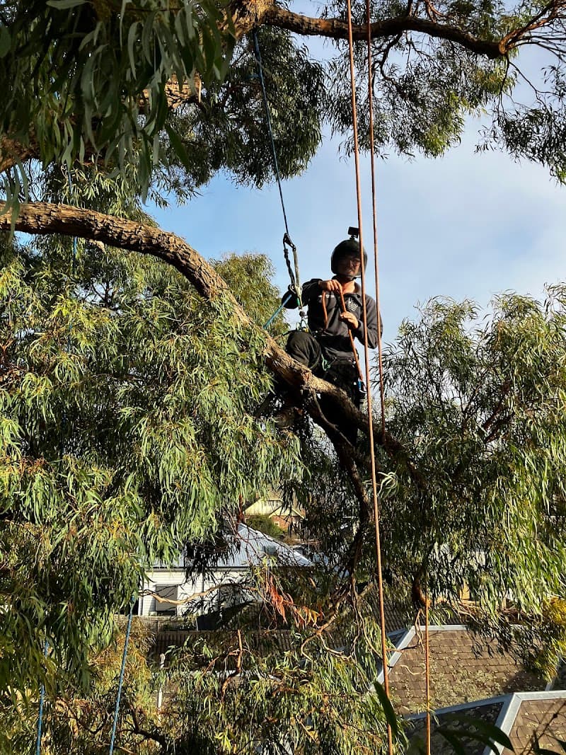 Climb Right Tree Services tree services work in North Shore