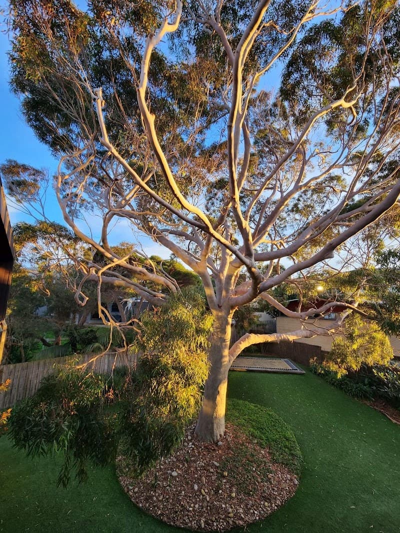 Climb Right Tree Services tree services work in North Shore