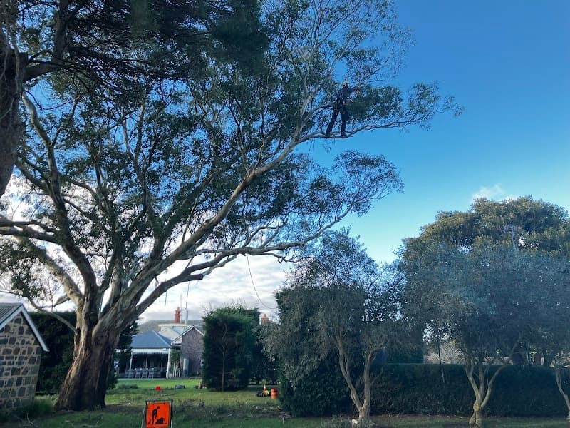 Climb Right Tree Services tree services work in North Shore