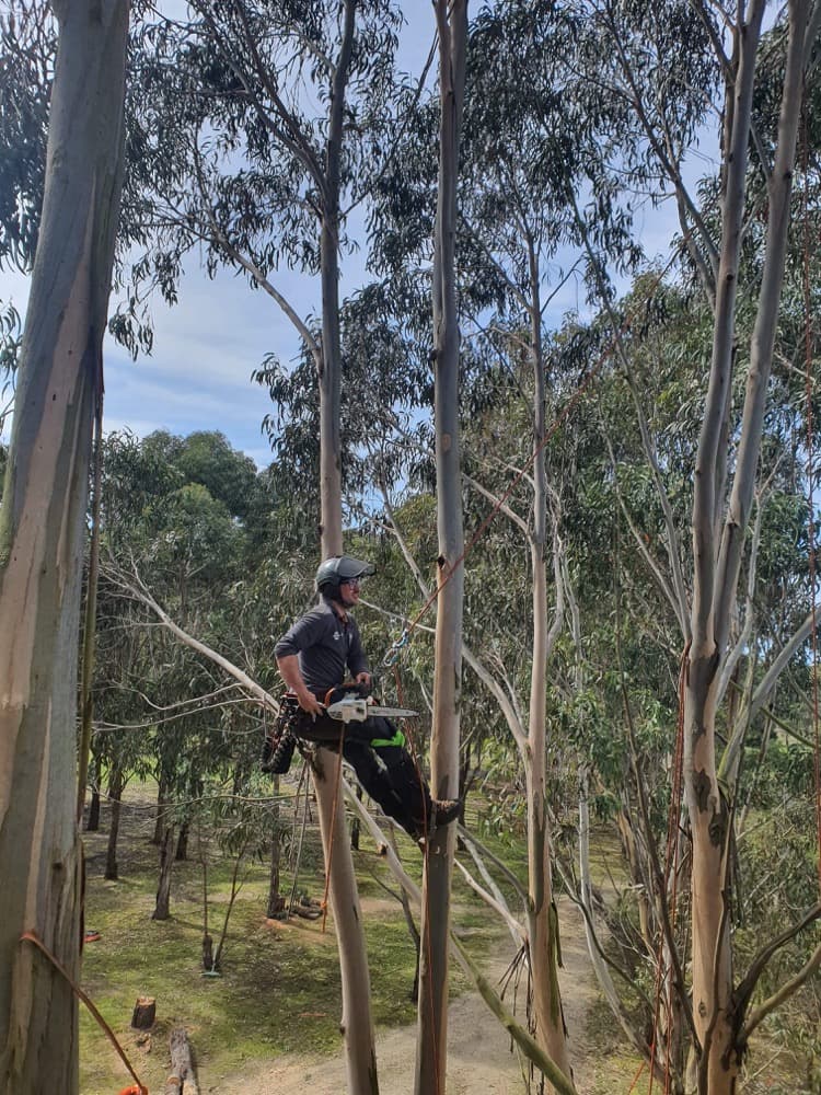 Climb Right Tree Services tree services work in North Shore